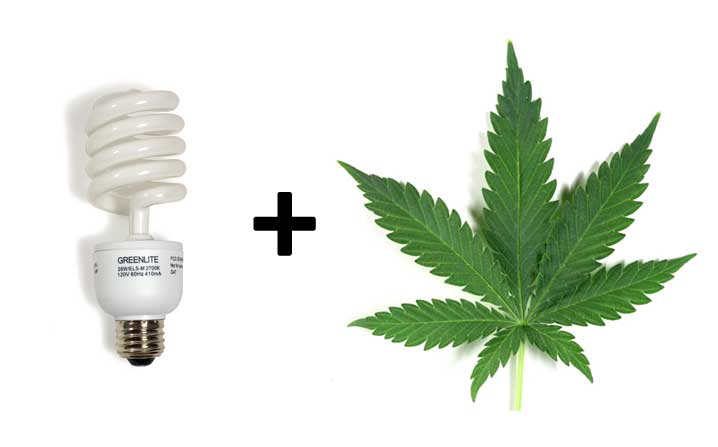 cannabis-cfl-grow-lights